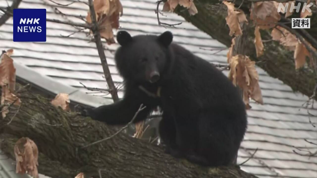 東京都 クマ目撃情報相次ぎ ハンターの育成強化進める