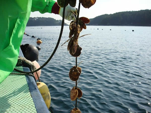 ホタテを舐めるなよ→海水温上昇で93.3%が死ぬ