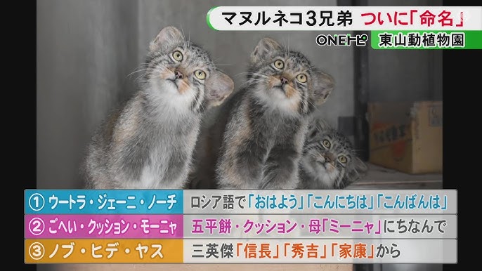 東山動植物園で産まれたマヌルネコの赤ちゃん3匹、名前は「ノブ・ヒデ・ヤス」(信長、秀吉、家康)