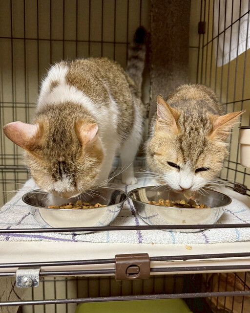 【Uo･ｪ･oU (ΦωΦ)】犬猫保護、物価高で「活動ぎりぎり」　寄付減少に医療費高騰―「推し活」で支援も