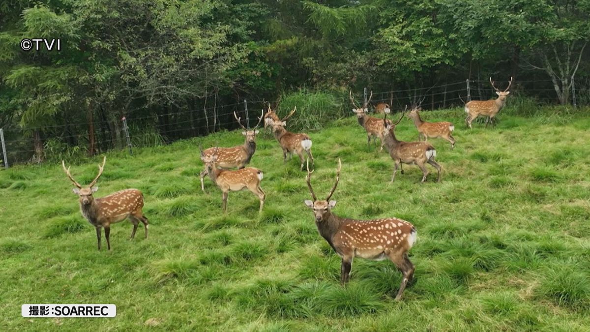 遠野でシカの群れ牧草被害相次ぐ　シカ肉を新たな地域資源として利用へ