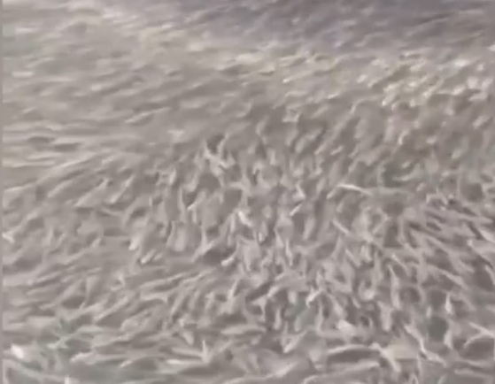 【中央日報】 大阪・道頓堀川に謎の魚の大群…「大地震のときもこうだった」
