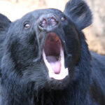 【（・(ｪ)・）】「クマが世田谷区に出没する可能性も」　すでに青梅や八王子で目撃情報が…　「移動距離は1日10キロ」