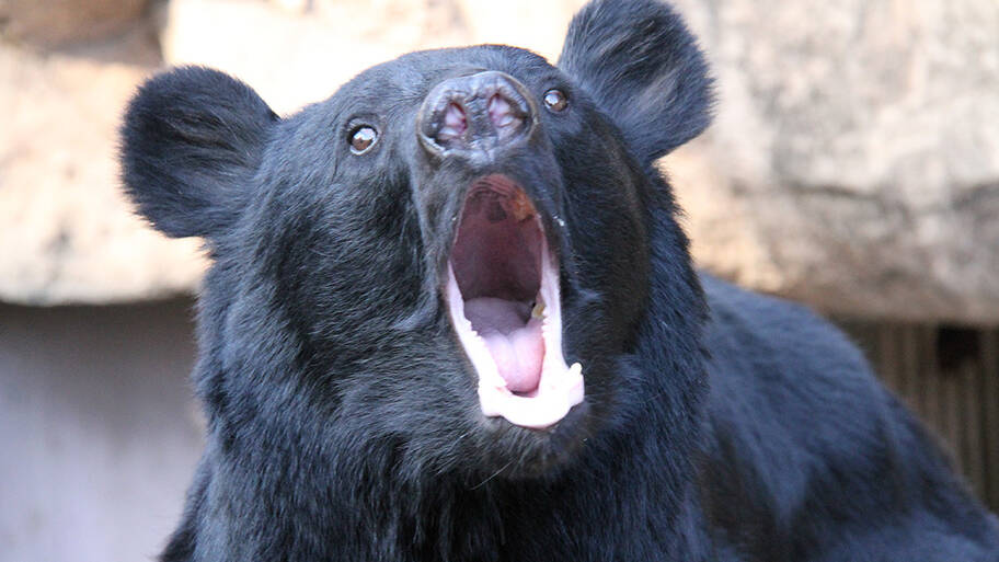 【（・(ｪ)・）】「クマが世田谷区に出没する可能性も」　すでに青梅や八王子で目撃情報が…　「移動距離は1日10キロ」