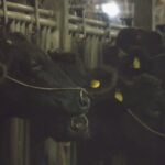 【岐阜】「トラックから降ろそうとして…」　繁殖用のメス牛が畜産場から逃げ出す　1キロほど離れるが2時間半後に自ら戻る