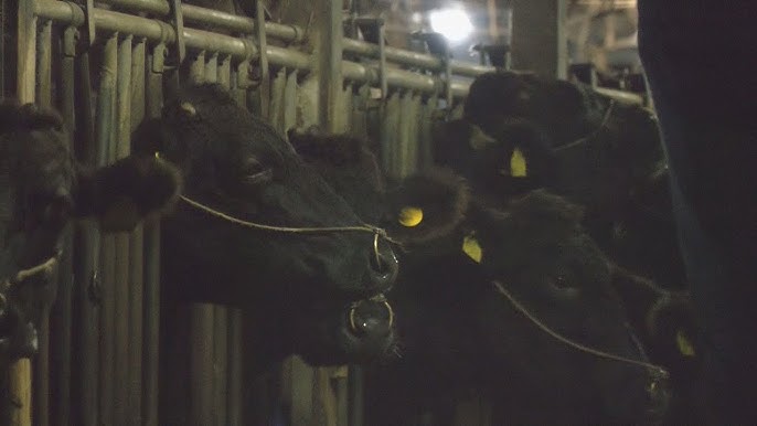 【岐阜】「トラックから降ろそうとして…」　繁殖用のメス牛が畜産場から逃げ出す　1キロほど離れるが2時間半後に自ら戻る