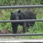 【注意】クマの人身被害　1位はキノコ採り　2位は山菜採り　山にリスクがあることがデータで判明