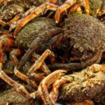 トラック事故で生きたカニ1万5000匹が畑に流出。作業員が18時間かけ95％を救出