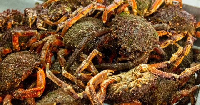 トラック事故で生きたカニ1万5000匹が畑に流出。作業員が18時間かけ95％を救出