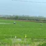 中国複数の省で1ヶ月続く洪水被害、水浸しの畑から農作物を収穫