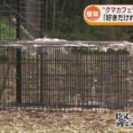 【（・(ｪ)・）】「クマカフェ」の前で緊急銃猟　クマ1頭がワナにかかる　カフェオーナーの女性「好きだけれど仕方がない」新潟・胎内市