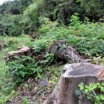 私有地の柿の木など10本、町が誤伐採　「樹齢50年だったのに…」