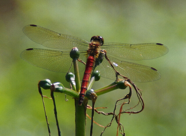 赤トンボが激減　奈良では1000分の1の地域も　農薬使用など影響か