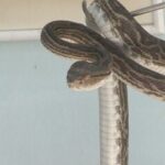 【鹿児島】道路でハブにかまれ男性死亡　奄美群島で11年ぶり　「気温高く活動が活発」