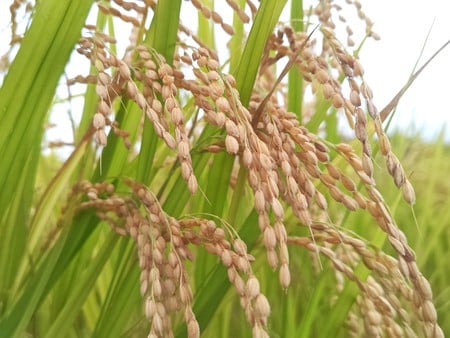 コメ価格、見通し指数下落　11月、先安観強まる―米穀機構