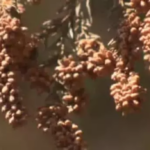 【山梨】スギ花粉 来月12日ごろ飛散開始 飛散量は去年の2.5倍と大幅増の予想