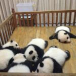 ＜独自＞上野動物園のパンダ貸与継続要請へ　13日から訪中する超党派の東京都議有志ら