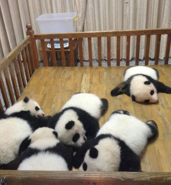 ＜独自＞上野動物園のパンダ貸与継続要請へ　13日から訪中する超党派の東京都議有志ら