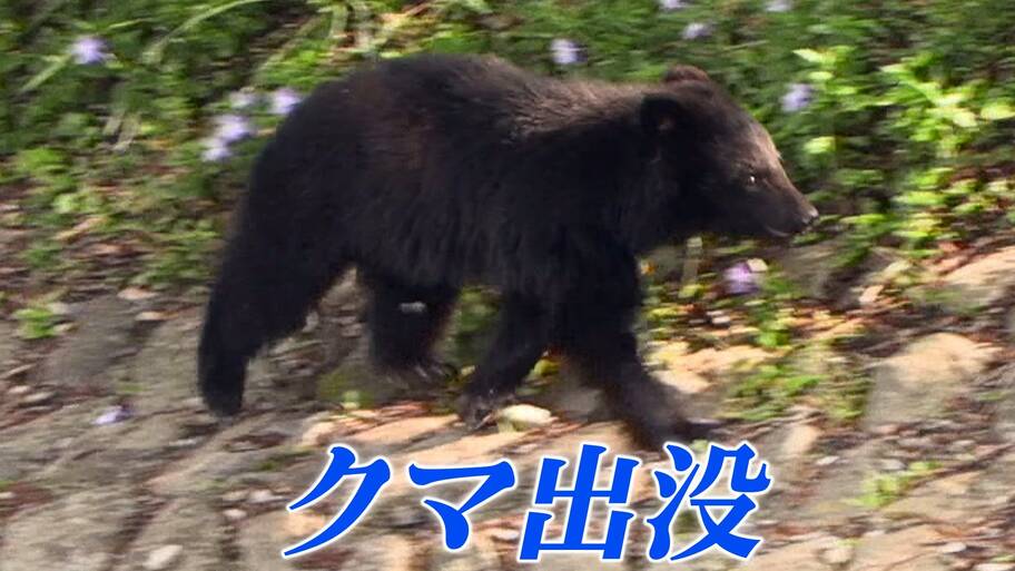 【（・(ｪ)・）】キャンベルやナイアガラなど15キロ食い荒らされる　観光ブドウ園でクマの被害　前日も同じ地域で目撃情報　岩手・紫波町
