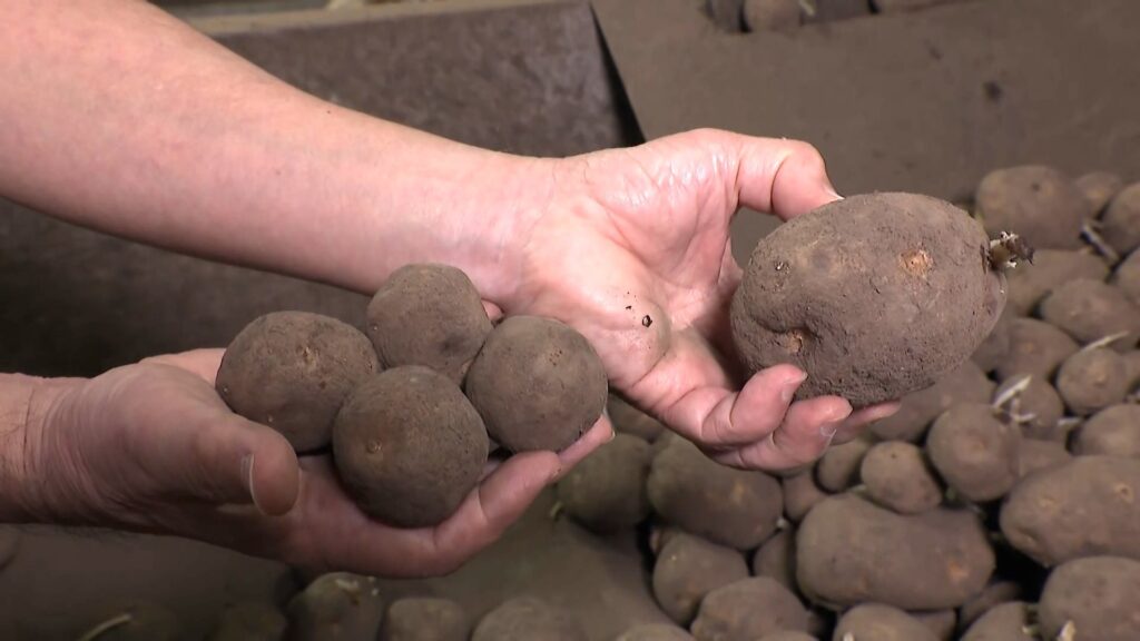 「皮むいたらほとんどない」記録的猛暑と少雨でジャガイモ不作…ポテトチップスにも異変?小型化で廃棄増加　価格も平年1.5倍に