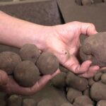 「皮むいたらほとんどない」記録的猛暑と少雨でジャガイモ不作…ポテトチップスにも異変?小型化で廃棄増加　価格も平年1.5倍に