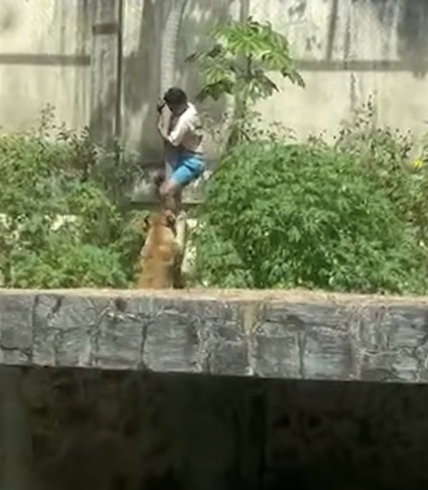 【国際】19歳男性、ライオン檻に侵入し死亡＝家族連れで賑わう動物園で悲劇