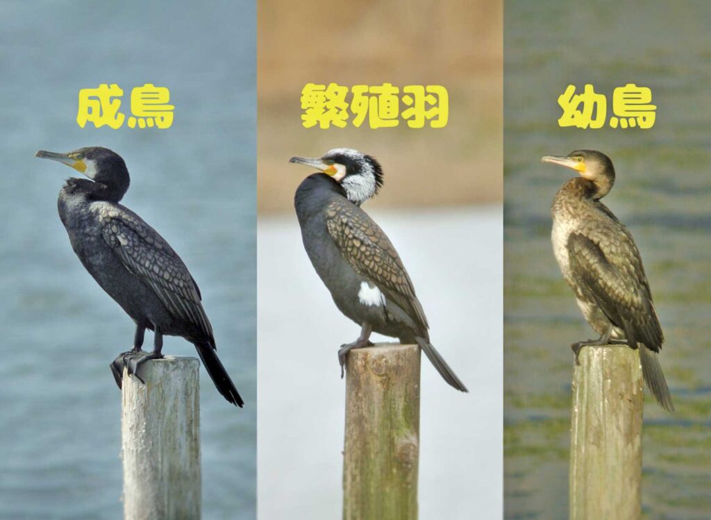 カワウの巣にドライアイス投入、繁殖抑制へ「卵凍結作戦」…関東各地の「アユ食害」「フン害」防ぐ