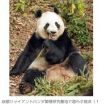 中国のパンダ飼育施設で日本人客増、一番人気は「シャンシャン」 中国政府「見に来ることを歓迎」
