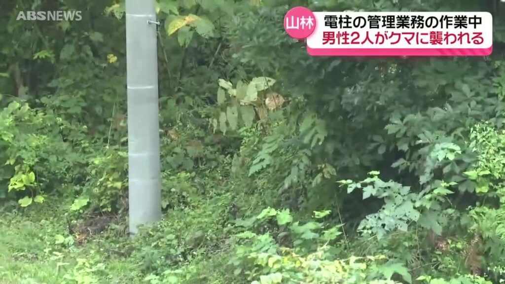 【秋田・鹿角市】電柱の管理作業中、2人がクマに襲われる 1人は顔から出血