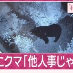 【（・(ｪ)・）】“東京クマ”2夜連続で激撮「75年生きて初めて」冬眠しないクマは年越しか