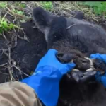 子グマがビクビク痙攣、返り血、解体…松山ケンイチが公開した「クマ駆除動画」に賛否両論