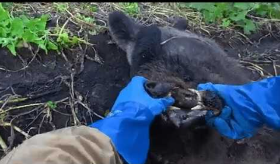 子グマがビクビク痙攣、返り血、解体…松山ケンイチが公開した「クマ駆除動画」に賛否両論