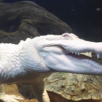 【白いワニ】珍しいアルビノワニの「クロード」が３０歳に　飼育下で長生き、米ベイエリアの象徴に