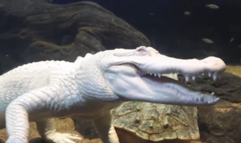 【白いワニ】珍しいアルビノワニの「クロード」が３０歳に　飼育下で長生き、米ベイエリアの象徴に