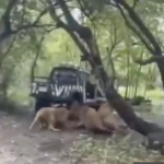 飼育員がライオンに生きたまま食われ、サファリパークの観光客が撮影