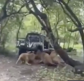 飼育員がライオンに生きたまま食われ、サファリパークの観光客が撮影