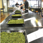 【🍵】コメの高騰どころではない…茶処・静岡で秋冬番茶の落札額が昨年比４倍に　史上最高額が示す「業界の異変」