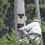 【怒】　撮り鳥のカスどものせいで「ブッポウソウ」の親が育児放棄　ヒナ餓死
