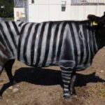 【🐂→🦓】2025年イグ・ノーベル賞に19年連続日本人　牛をシマウマのように縞模様にしたら虫刺され半減！？