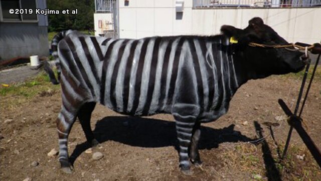 【🐂→🦓】2025年イグ・ノーベル賞に19年連続日本人　牛をシマウマのように縞模様にしたら虫刺され半減！？