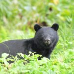 「クマ外傷」9割が顔面に傷　失血死や窒息死のリスクも、秋田大調査