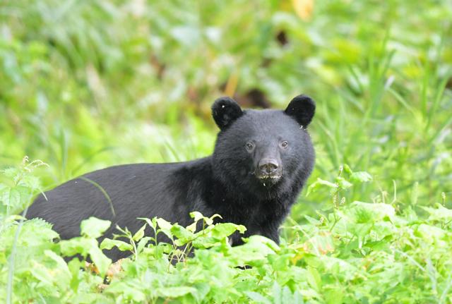 「クマ外傷」9割が顔面に傷　失血死や窒息死のリスクも、秋田大調査