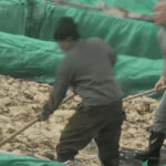 【中央日報】 たばこを吸い、唾を吐く作業員…チャイナ・漬け物工場の衝撃実態