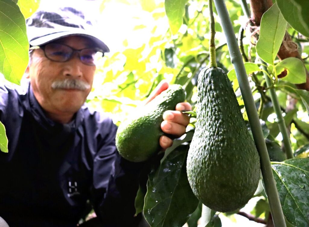 【冬の味覚】ミカン農家、温暖化でアボカドへ活路…３０年後にミカン産地６割が消滅の可能性
