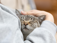 【Uo･ｪ･oU(ΦωΦ)】物価高でペット飼育を見直す人も？　「ペット・ペット用品小売業」倒産が過去2番目の多さに