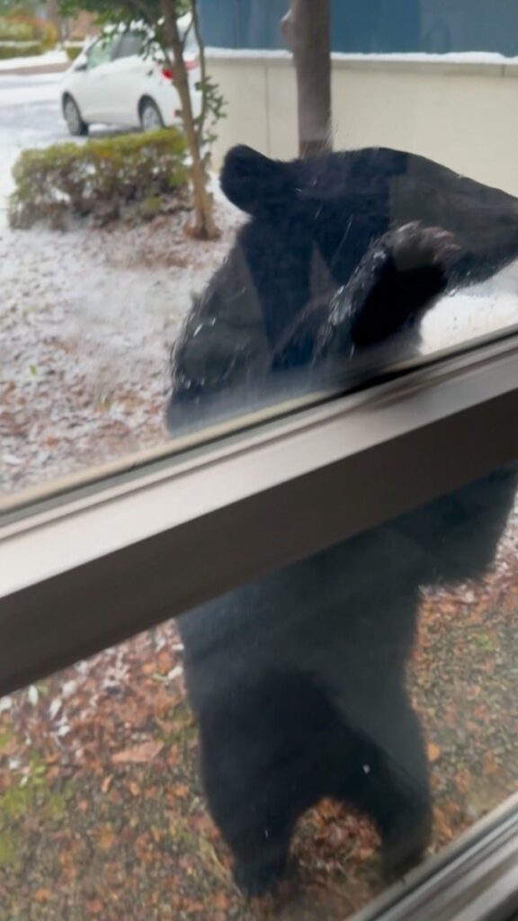 【∩ (´･(ｪ)･｀】クマが立ち上がり窓ガラスに前足かける…市街地の会社従業員「かわいいなんてものじゃない」  山形・酒田市