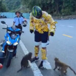 【ベトナム】全身にバナナを巻き付けてサルの生息地へ…外国人観光客が物議