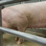 ブタの腎臓をヒトに移植　国内での治験を準備　明大・長嶋教授ら　2027年めど