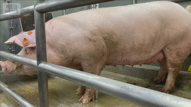 ブタの腎臓をヒトに移植　国内での治験を準備　明大・長嶋教授ら　2027年めど