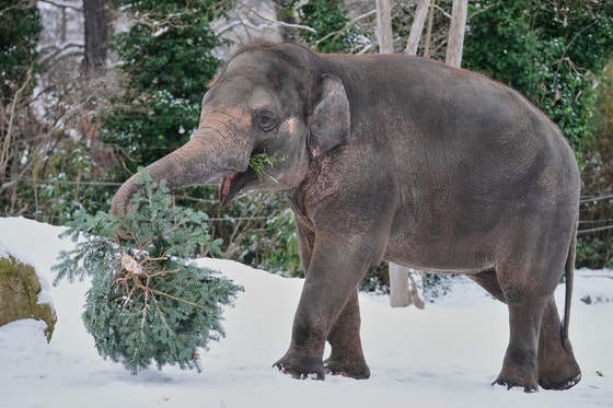 インドで野生のゾウが住民を襲撃し22人死亡